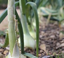 Onions by GrAPE