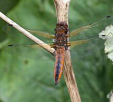 Scarce Chaser dragonfly by Hugh J Griffiths