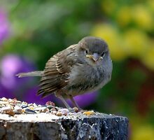 Carefull.....Cuteness Overdose!! by Nicole W.