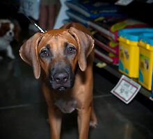 I swear, somebody brought a cat. He did it! by james smith