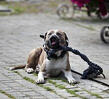 watchdog by mrivserg
