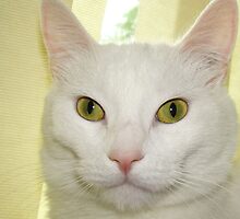 Casper by PatChristensen