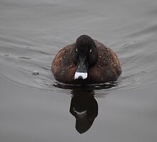 Reflection of Hardhead Duck (Aythya australis) #1 - Mill Park, Victoria by Heather Samsa