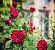 Round and round the garden by BDomanska