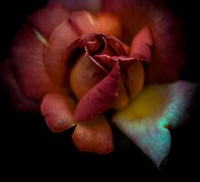 Do you see how the 2 hearts are link by alan shapiro