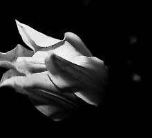 Tulip - B&W by taztravels