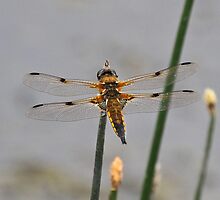 Four Spotted Chaser by dilouise