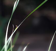 Blades of Grass by Lynn Wiles