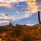 The Sonoran Desert  by Saija  Lehtonen