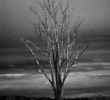 Tree Dead Winter Branches Limbs Autumn Fall by HQPhotos