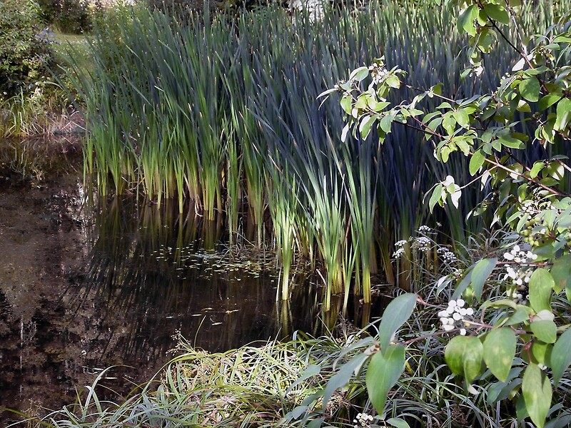 Reed Swamp Nature Plants Wetland" by HQPhotos Redbubble