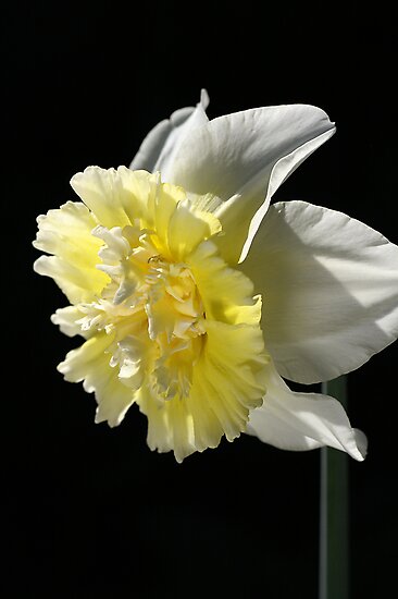 Daffodil Delight by Joy Watson Daffodil Delight by Joy Watson