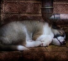 Wherever I lay my head............ by hampshirelady