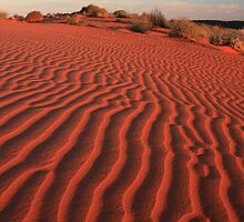 Sands of the Simpson Desert by Tim Coleman