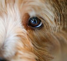 My Eyes are on You by susan stone