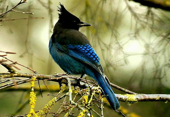 quot stellar blue jay quot by rosemarie747 redbubble quot stellar blue jay quot by rosemarie747 redbubble