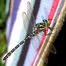 Dragonfly from Estonia by loiteke