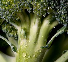 Broccolli 2 by Sheaney
