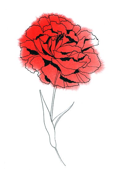 Carnation Drawing