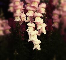 snap dragons by © Karin Taylor
