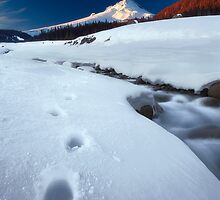 Trivial Pursuit by Tula Top
