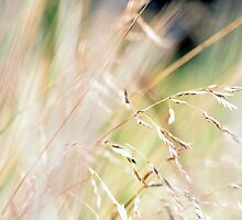 Appreciate by Astrid Ewing Photography
