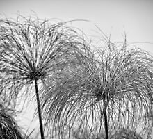 "The Origin" (B&W) by Andreas Koerner