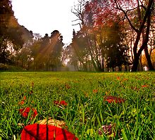 Red Leaf Under The Hot Autumn Sun by Kuzeytac