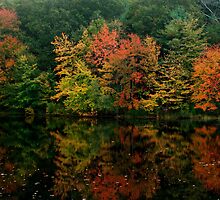 Rhode Island Foliage by Nancy de Flon