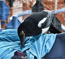 The Magpie That Needed A Passport by lynn carter