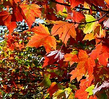I know that time grows old, can't stop the seasons..Time is gone before it's begun and as the end draws near...The story's over before it's begun...Fall is here and it will be gone too soon by jammingene