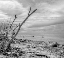That dead tree holds a clue to the location of the pirate's treasure... by 242Digital