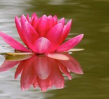 The Real Lily - Please stand up! by Rose Landry