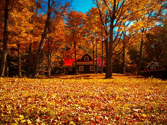 Fall Glory ~ Isolated Cottage Enveloped in Orange Foliage