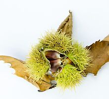 Chestnuts by JEZ22
