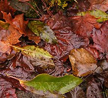 Murky Autumn Leaves by ElsT
