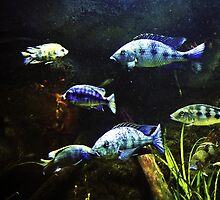 Fish Tank by tmac