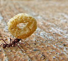 A Mighty Ant by Michael McCann