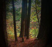 She watches... by linmarie