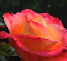 luminescent beauty by 97AriaMoon