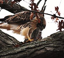 Redtail Hawk's Successful Hunt by Thomas Mckibben