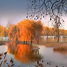 Flooded Willows