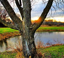 Carlin Weld Park Tree by EBArt