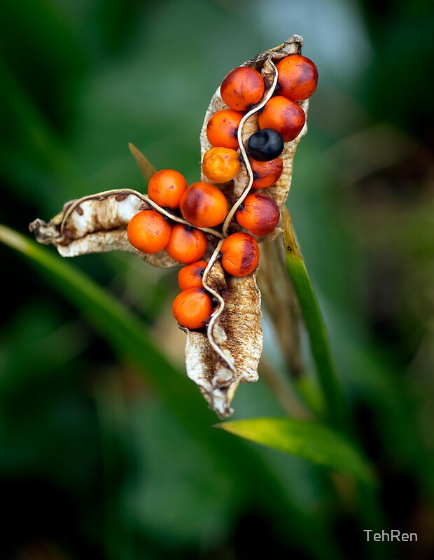 "Orange Berries and Seed Pod" by TehRen Redbubble