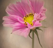 Gently Cosmos by Clare Colins