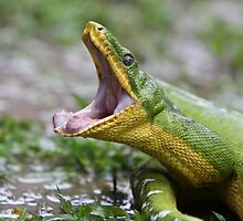 Emerald Tree Boa by deserttrends