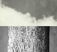 Contrasts by Bo Jong Kim