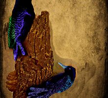 Blackbirds Singing In The Dead of Night by Jane Neill-Hancock