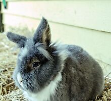 Rabbit by JEZ22