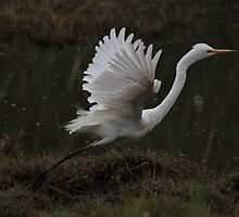 Egret Displaying Angel Wings by Kym Bradley